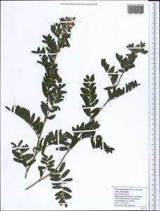 Vicia abbreviata Spreng., Caucasus, Black Sea Shore (from Novorossiysk to Adler) (K3) (Russia)