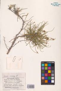 Ephedra distachya L., Eastern Europe, Lower Volga region (E9) (Russia)