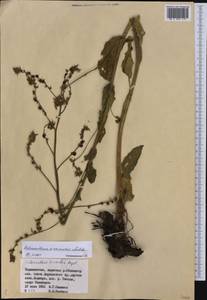 Solenanthus circinnatus Ledeb., Middle Asia, Pamir & Pamiro-Alai (M2) (Tajikistan)