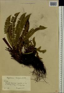 Polystichum lonchitis (L.) Roth, Eastern Europe, Northern region (E1) (Russia)