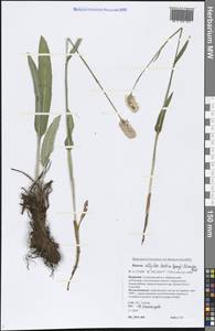 Bistorta elliptica (Willd. ex Spreng.) Kom., Siberia, Baikal & Transbaikal region (S4) (Russia)