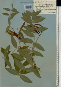 Lathyrus gmelinii Fritsch, Eastern Europe, Northern region (E1) (Russia)