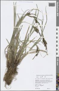 Carex acuta L., Siberia, Baikal & Transbaikal region (S4) (Russia)