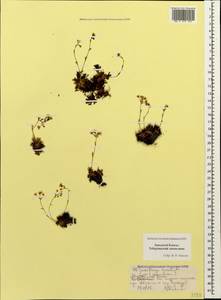 Saxifraga moschata Wulfen, Caucasus, Stavropol Krai, Karachay-Cherkessia & Kabardino-Balkaria (K1b) (Russia)