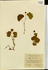 Rubus chamaemorus L., Siberia, Russian Far East (S6) (Russia)