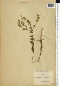 Lepidium perfoliatum L., Eastern Europe, Moldova (E13a) (Moldova)