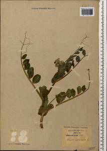 Lathyrus oleraceus Lam., Caucasus, Krasnodar Krai & Adygea (K1a) (Russia)