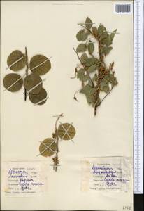 Cuscuta monogyna Vahl, Middle Asia, Syr-Darian deserts & Kyzylkum (M7) (Tajikistan)