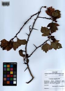 Crataegus sanguinea Pall., Siberia, Altai & Sayany Mountains (S2) (Russia)