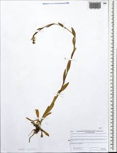 Arabis sagittata (Bertol.) DC., Eastern Europe, Central forest region (E5) (Russia)