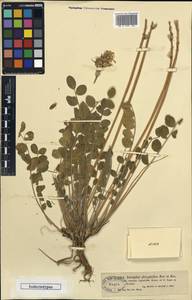 Astragalus platyphyllus Kar. & Kir., Middle Asia, Dzungarian Alatau & Tarbagatai (M5) (Kazakhstan)