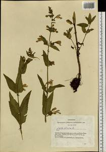 Nepeta sibirica L., Siberia, Altai & Sayany Mountains (S2) (Russia)