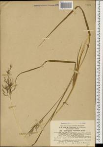 Bothriochloa bladhii (Retz.) S.T.Blake, Caucasus, Abkhazia (K4a) (Abkhazia)