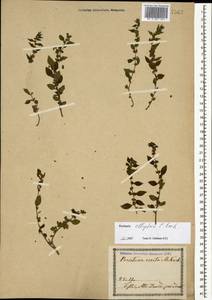 Parietaria judaica L., Caucasus, Georgia (K4) (Georgia)