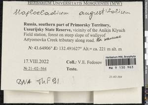 Haplocladium angustifolium (Hampe & Müll. Hal.) Broth., Bryophytes, Bryophytes - Russian Far East (excl. Chukotka & Kamchatka) (B20) (Russia)
