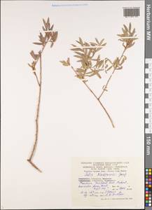 Salix capusii Franch., Middle Asia, Western Tian Shan & Karatau (M3) (Uzbekistan)