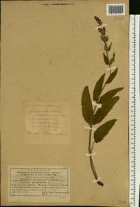 Salvia nemorosa subsp. pseudosylvestris (Stapf) Bornm., Eastern Europe, South Ukrainian region (E12) (Ukraine)