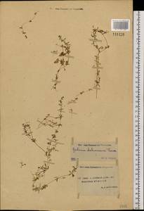 Galium dahuricum Turcz. ex Ledeb., Siberia, Yakutia (S5) (Russia)