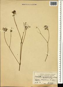 Chaerophyllum macrospermum (Willd. ex Spreng.) Fisch. & C. A. Mey., Caucasus, Armenia (K5) (Armenia)