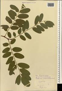 Robinia pseudoacacia L., Caucasus, Georgia (K4) (Georgia)