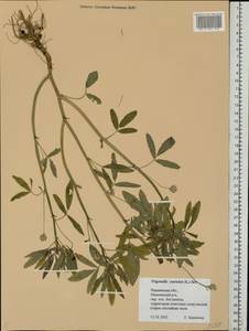 Trigonella caerulea (L.)Ser., Eastern Europe, Central forest region (E5) (Russia)