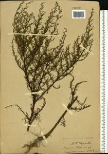 Artemisia scoparia Waldst. & Kit., Eastern Europe, North-Western region (E2) (Russia)