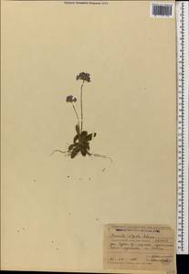 Primula algida Adams, Caucasus, Stavropol Krai, Karachay-Cherkessia & Kabardino-Balkaria (K1b) (Russia)