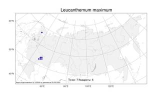 Leucanthemum maximum (Ramond) DC., Atlas of the Russian Flora (FLORUS) (Russia)