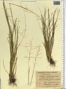 Puccinellia dolicholepis (V.I.Krecz.) Pavlov, Eastern Europe, Central forest-and-steppe region (E6) (Russia)