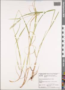 Elymus macrourus (Turcz.) Tzvelev, Siberia, Central Siberia (S3) (Russia)