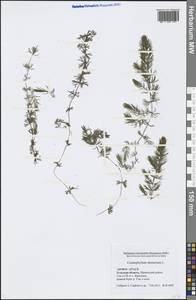 Ceratophyllum demersum L., Eastern Europe, Central region (E4) (Russia)