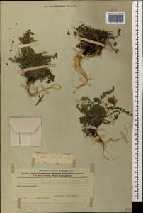 Astragalus sanguinolentus Bieb., Caucasus, Azerbaijan (K6) (Azerbaijan)