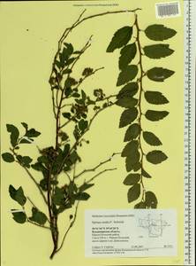 Spiraea media F. Schmidt, Eastern Europe, Central region (E4) (Russia)