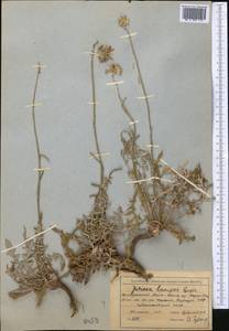 Jurinea lanipes Rupr., Middle Asia, Northern & Central Tian Shan (M4) (Kyrgyzstan)