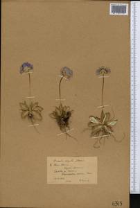 Primula algida Adams, Middle Asia, Northern & Central Tian Shan (M4) (Kyrgyzstan)