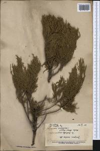 Juniperus excelsa M.-Bieb., Western Europe (EUR) (North Macedonia)