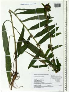 Campanula cervicaria L., Eastern Europe, Central region (E4) (Russia)