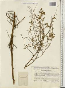 Artemisia arenaria DC., Caucasus, Dagestan (K2) (Russia)