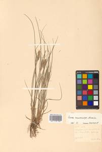 Carex neurocarpa Maxim., Siberia, Russian Far East (S6) (Russia)