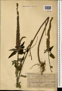 Teucrium hircanicum L., Caucasus, Azerbaijan (K6) (Azerbaijan)