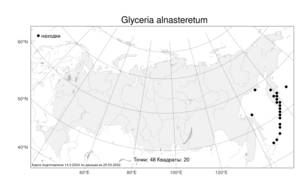 Glyceria alnasteretum Kom., Atlas of the Russian Flora (FLORUS) (Russia)