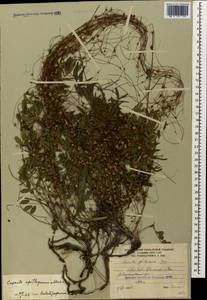 Cuscuta epithymum (L.) L., Caucasus, South Ossetia (K4b) (South Ossetia)