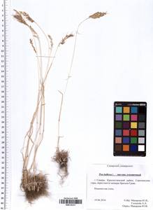 Poa bulbosa L., Eastern Europe, Middle Volga region (E8) (Russia)
