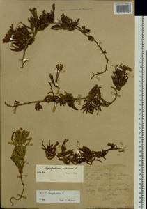 Diphasiastrum alpinum (L.) Holub, Eastern Europe, Northern region (E1) (Russia)