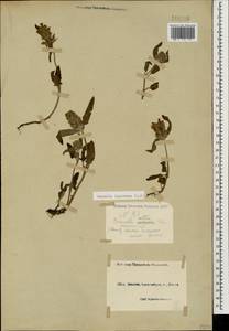Prunella laciniata (L.) L., Caucasus, Black Sea Shore (from Novorossiysk to Adler) (K3) (Russia)