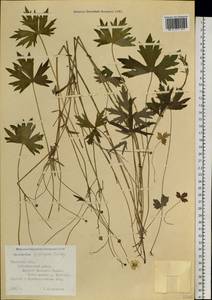 Ranunculus propinquus C. A. Mey., Siberia, Western Siberia (S1) (Russia)