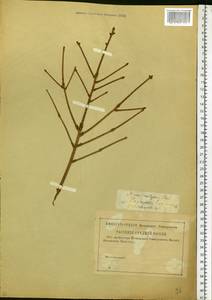 Picea abies (L.) H. Karst., Eastern Europe, Volga-Kama region (E7) (Russia)