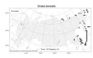 Draba borealis DC., Atlas of the Russian Flora (FLORUS) (Russia)