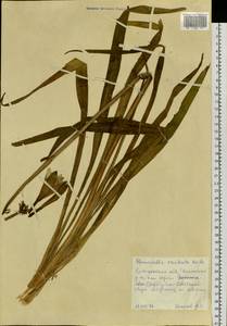 Hemerocallis middendorffii var. esculenta (Koidz.) Ohwi, Siberia, Russian Far East (S6) (Russia)