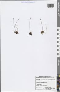 Pinguicula algida Malyschev, Siberia, Central Siberia (S3) (Russia)